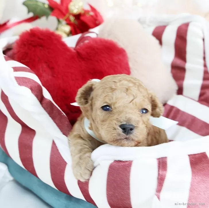 タイニープードル【京都府・男の子・2025年11月6日・オレンジフォーンアプリコット】の写真1