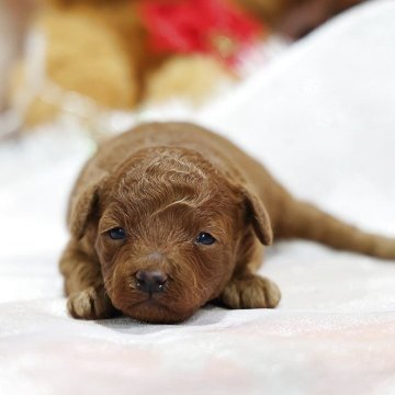 トイプードル(トイ)【京都府・男の子・2025年11月15日・レッドフォーン】の写真「レッドカラーが濃い子 丈夫で骨太です」