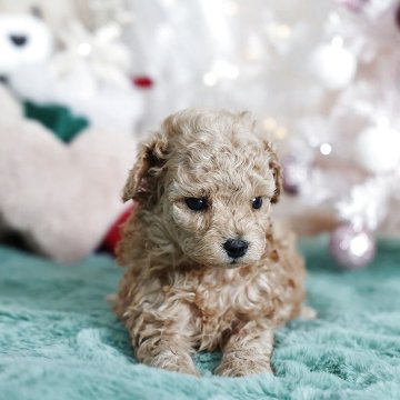 トイプードル(タイニー)【京都府・男の子・2025年11月5日・ペールフォーンクリーム】の写真「小さな両親から生まれました両親DNA検査３種クリア」