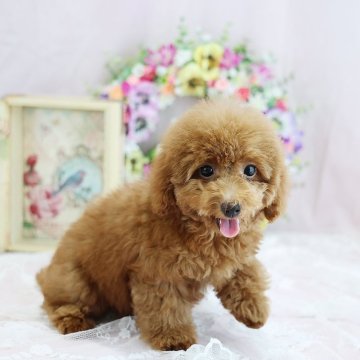 トコタン。トイプーレッドちゃん♡手のひらサイズ トコタン。トイプーレッドちゃん♡手のひらサイズ トコタン