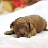 トイプードル(トイ)