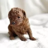 トイプードル(トイ)