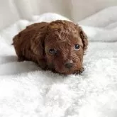 トイプードル(トイ)