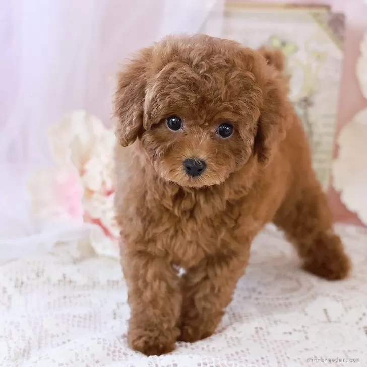 ID:2409-01296の子犬