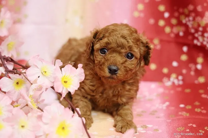 ID：2112-01442の子犬
