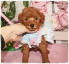 タイニープードル【岡山県・男の子・2024年9月23日・レッド】の写真10