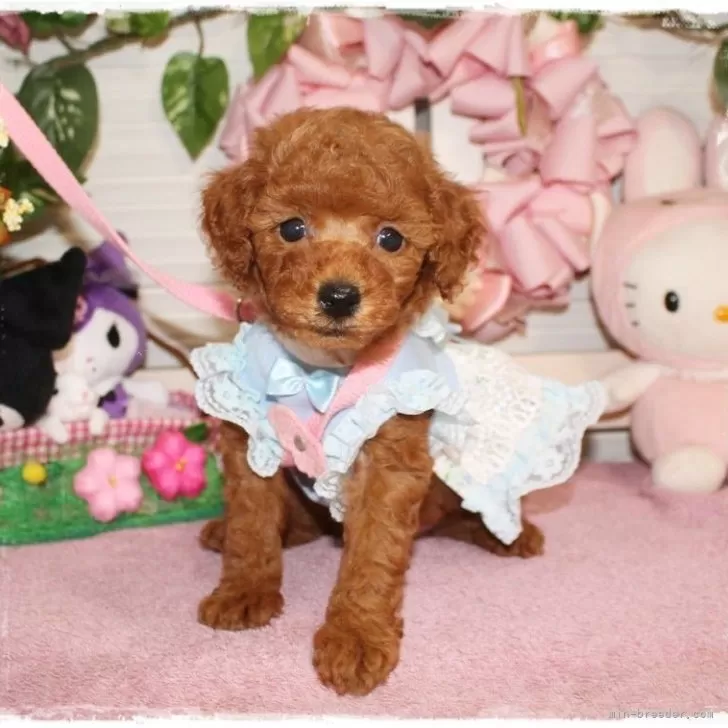 ID：2411-01207の子犬