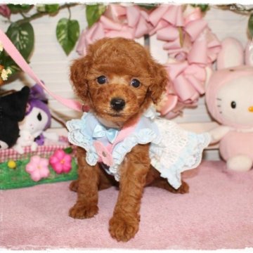 トイプードル(タイニー)【岡山県・男の子・2024年9月23日・レッド】の写真「癒し系で優しいお顔立ちの可愛いボーイ君」