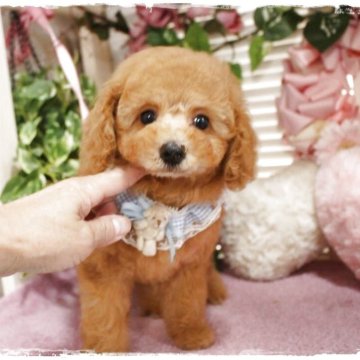 トイプードル(トイ)【岡山県・男の子・2025年6月21日・オレンジフォーン】の写真「おっとりした甘えん坊で人懐こい優しい男の子」