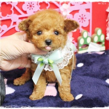 トイプードル(タイニー)【岡山県・男の子・2024年11月25日・レッドフォーン】の写真「くりくりした可愛いお目目のボーイ君」