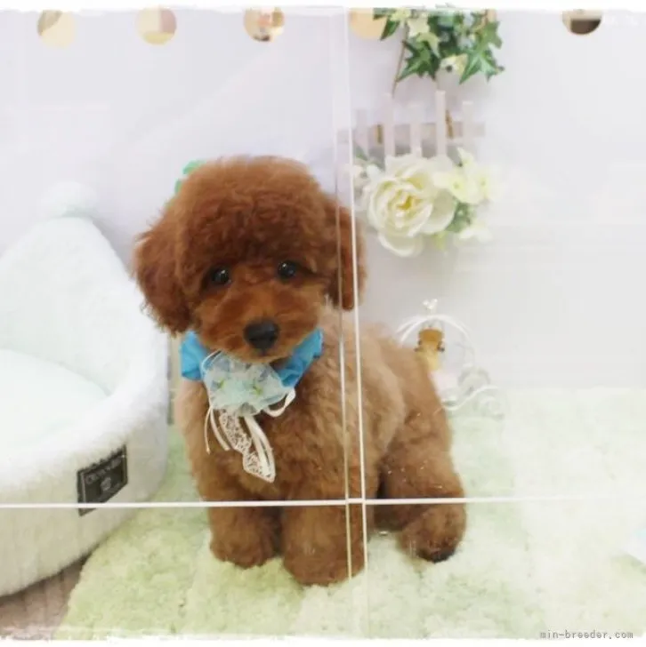 ID:2304-00578の子犬