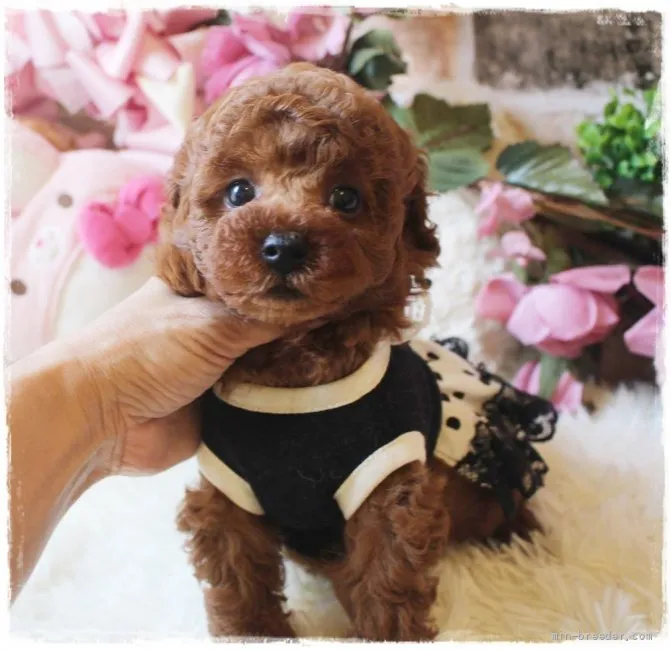 ID:2108-01855の子犬