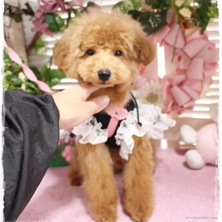ID：2404-03824の子犬