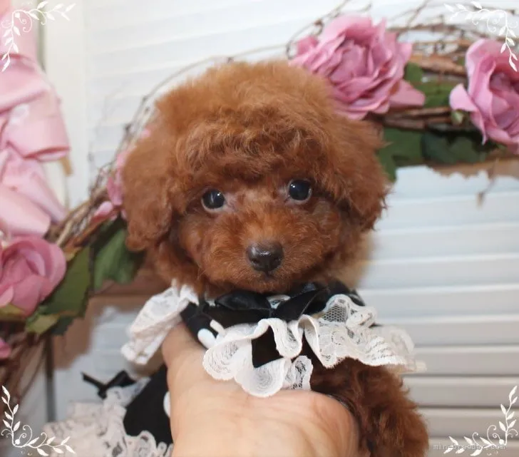 ID:2110-00280の子犬