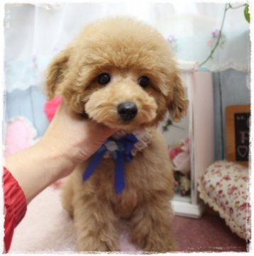 トイプードル(タイニー)【岡山県・男の子・2019年8月25日・アプリコット】の写真「まんまるな可愛い目がチャームポイント」