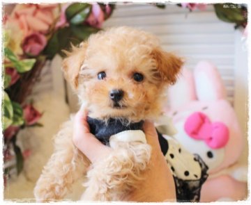 トイプードル(ティーカップ)【岡山県・男の子・2021年11月9日・アプリコット】の写真「明るいカラーの小さな可愛い男の子」