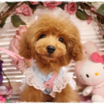 トイプードル(タイニー)【岡山県・男の子・2023年9月25日・レッド】の写真「可愛くスモールフェイスな男の子」
