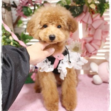 トイプードル(タイニー)【岡山県・男の子・2024年2月22日・アプリコット】の写真「可愛いく大きな瞳の甘えん坊のイケメン君」