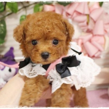 トイプードル(ティーカップ)【岡山県・男の子・2024年5月22日・レッド】の写真「小柄で小さな顔の小粒ボーイ」