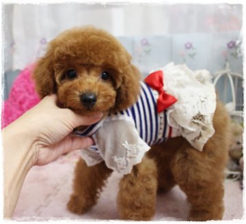 トイプードル(タイニー)【岡山県・男の子・2018年9月20日・レッド】の写真「目の大きなマイルドフェイス」