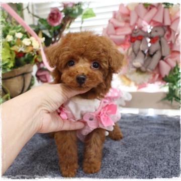 トイプードル(タイニー)【岡山県・女の子・2022年6月4日・レッド】の写真「おっとりたれ目な甘えん坊ちゃん」