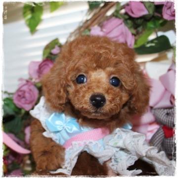 トイプードル(タイニー)【岡山県・男の子・2022年6月4日・レッド】の写真「可愛いお顔の優しい男の子」