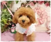 タイニープードル【岡山県・男の子・2023年9月25日・レッド】の写真5