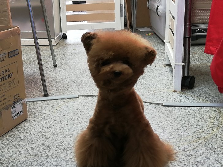 ティーカッププードル【・男の子・2019年5月28日・レッド】