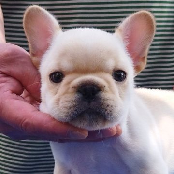 フレンチブルドッグ【山形県・男の子・2025年8月1日・クリーム】の写真「毎日元気いっぱい遊んでいます。」