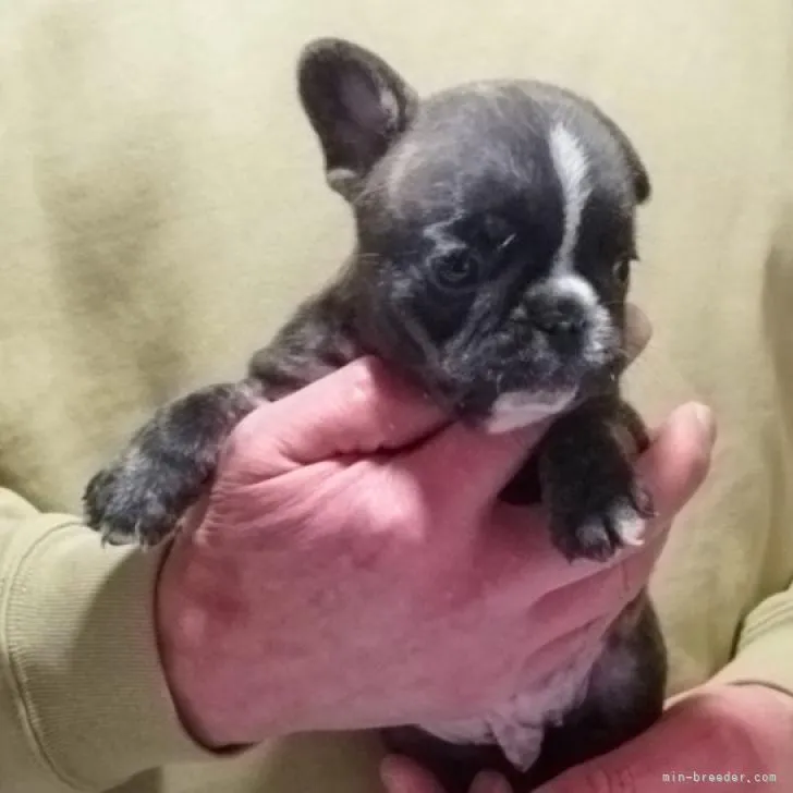 A.K 様のお迎えした子犬