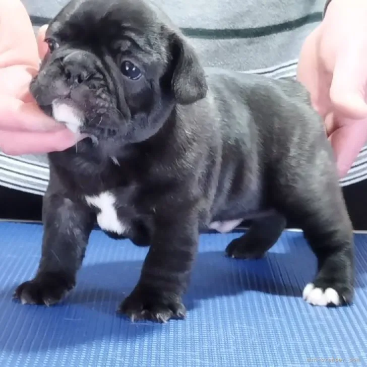 やまさん 様のお迎えした子犬