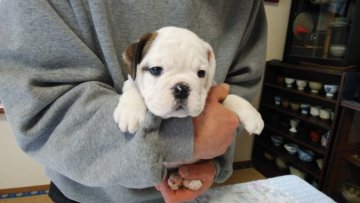 ブルドッグ【山形県・女の子・2020年12月18日・ホワイト&ブリンドル】の写真「お父さんはJKCチャンピオンです」