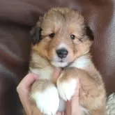 シェットランドシープドッグ