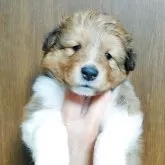シェットランドシープドッグ