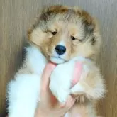 シェットランドシープドッグ