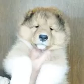 シェットランドシープドッグ