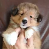 シェットランドシープドッグ