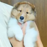 シェットランドシープドッグ