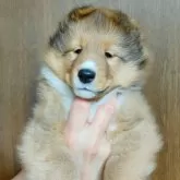 シェットランドシープドッグ