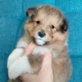 シェットランドシープドッグ【千葉県・男の子・2025年10月23日・セーブル&ホワイト】の写真2