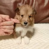 シェットランドシープドッグ【千葉県・男の子・2025年10月23日・セーブル&ホワイト】の写真4