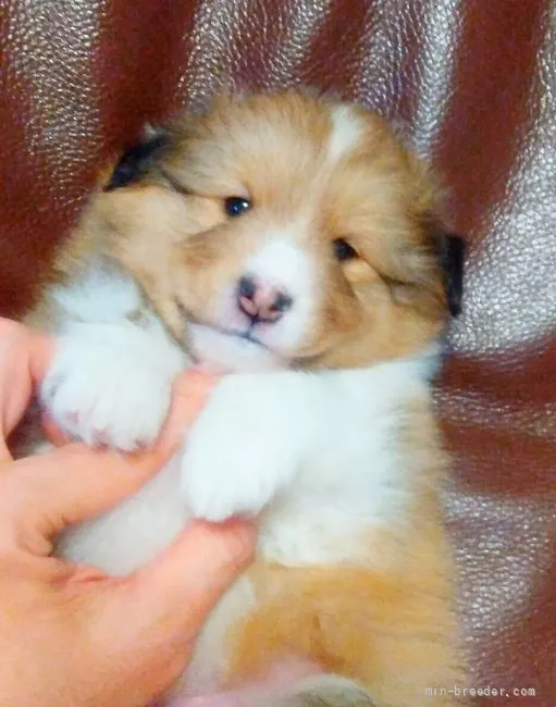 ID:2204-00135の子犬