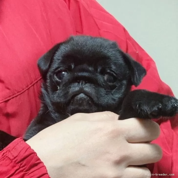 ID：2411-07738の子犬