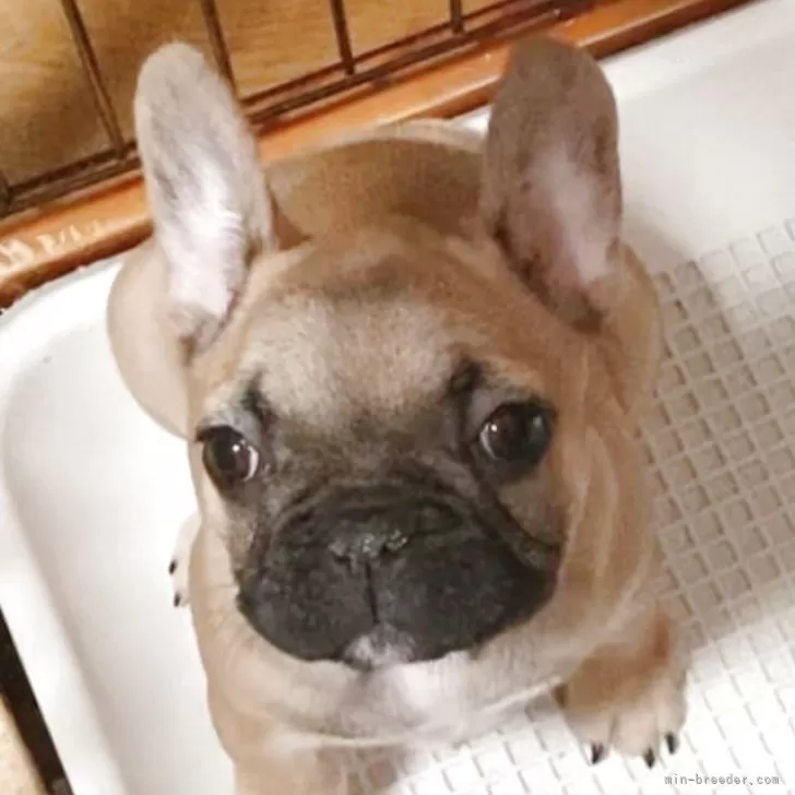 ホワイトさん 様のお迎えした子犬