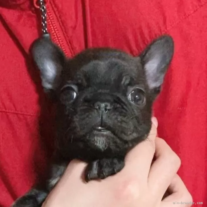 Y.U 様のお迎えした子犬