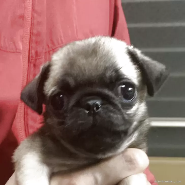 パグ【神奈川県・女の子・2025年9月27日・フォーン】の写真1