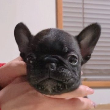 フレンチブルドッグ【神奈川県・男の子・2024年12月1日・ブリンドル】の写真「父犬ヨーロッパ外産JKCチャンピオン☆」