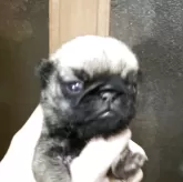 パグ