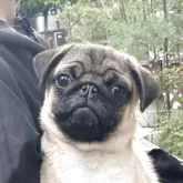 パグ