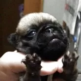 パグ